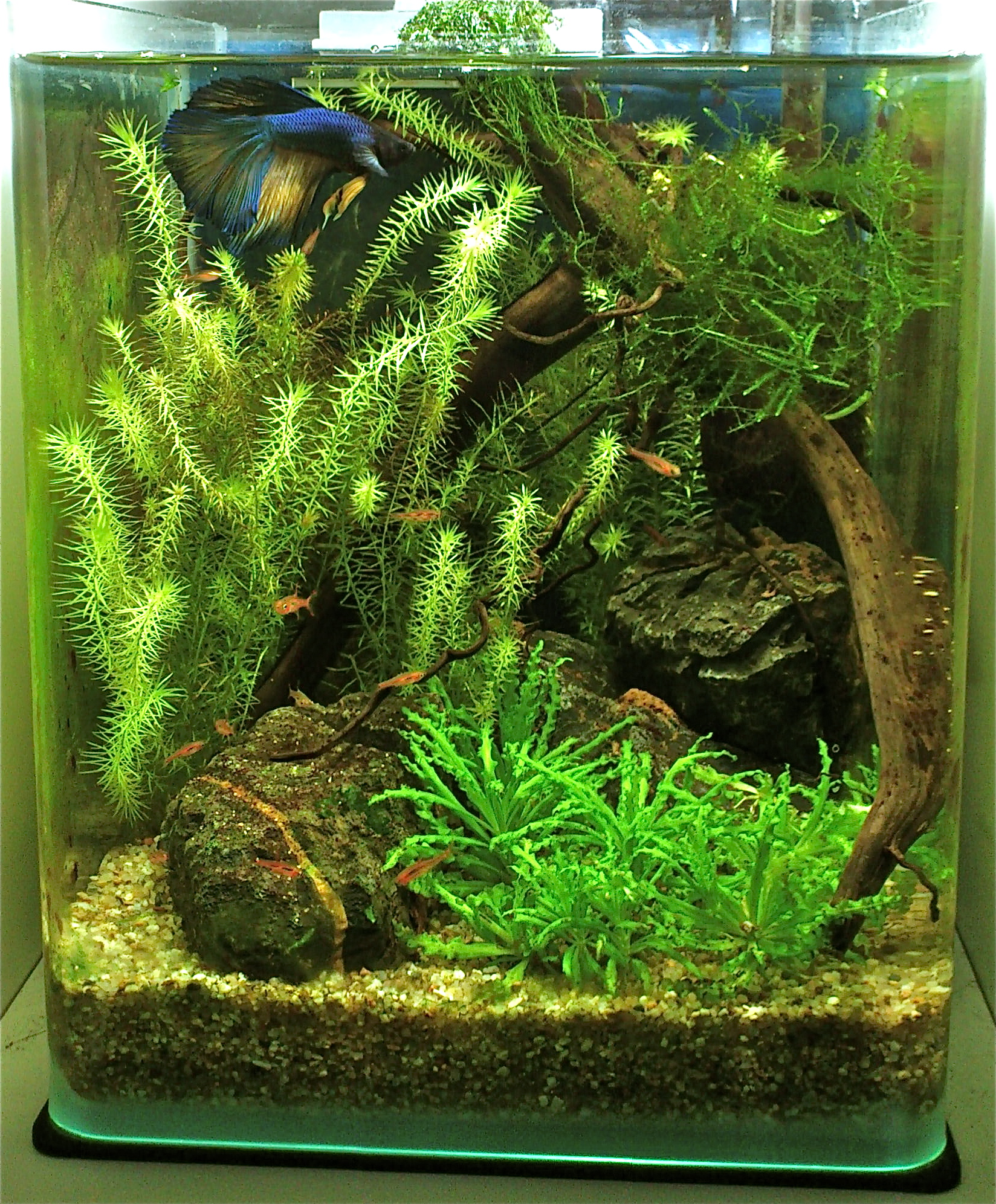 Galerie | anda aquascaping